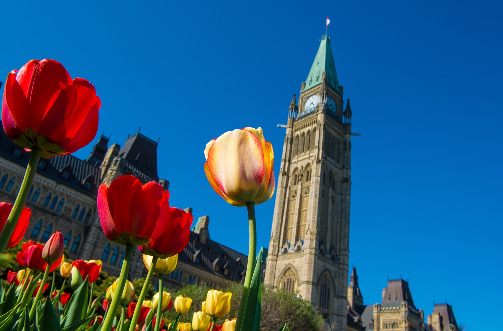 A view of the Ottawa Parliament building from below with red and yellow flowers in the foreground.