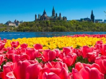 Festival canadien des tulipes